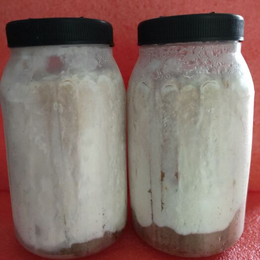 平菇菌种  平菇竹签菌种，枝条种，一瓶140条左右，保质保证