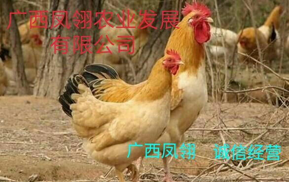 遵义 三黄鸡鸡苗  出壳苗  出壳包打疫苗