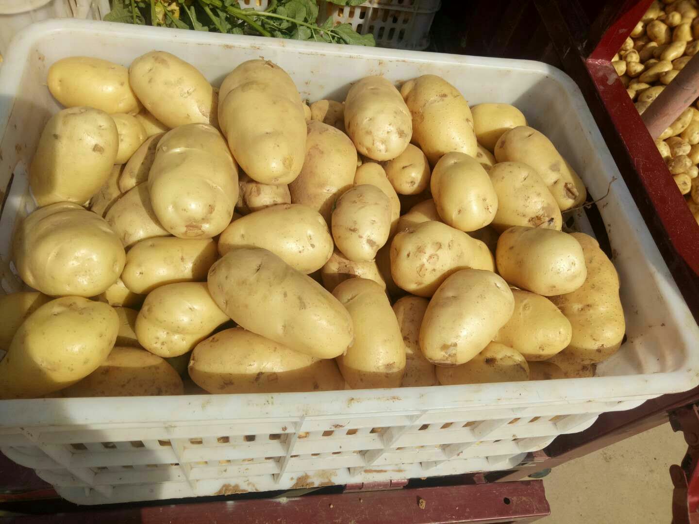 荷兰15  新土豆[荷兰十五]地头货源*全国代发