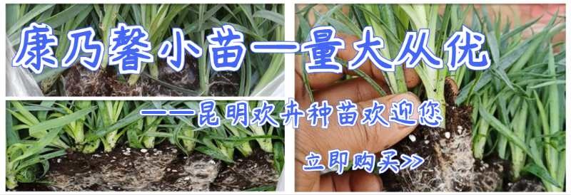 康乃馨  云南基地直销小苗鲜切花种苗四季开花混色批发