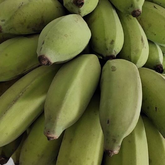 麻栗坡县云南文山麻栗坡a级芭蕉大量批发 要货可以私聊