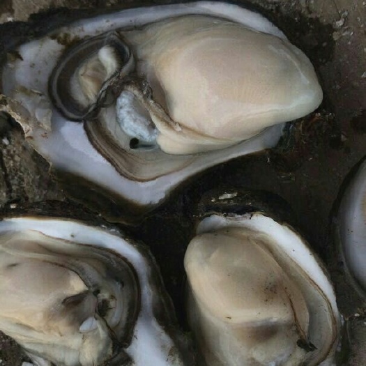 湛江湛江牡蛎 湛江特大鲜活生蚝带壳官渡新鲜海蛎子刺身烧烤海鲜食材