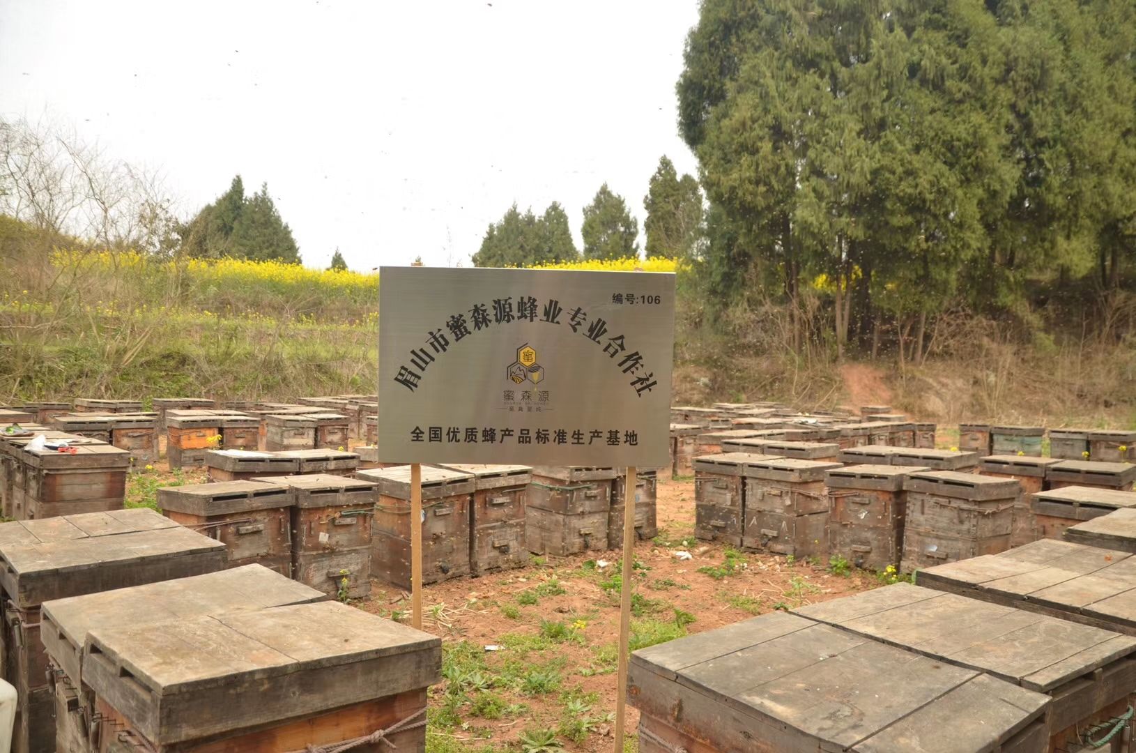 蜂场直供2022年农家纯油菜花蜂蜜油菜蜜结晶油菜白蜜全国包邮