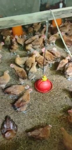 铜仁 优选脱温鸡苗