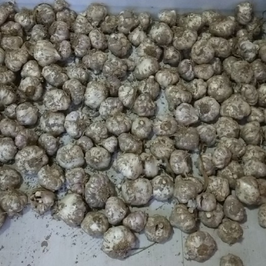 射阳县射阳大蒜 自家种植，个头大，质量保证
