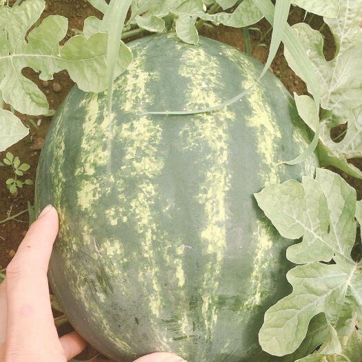 宾阳县西瓜  红虎