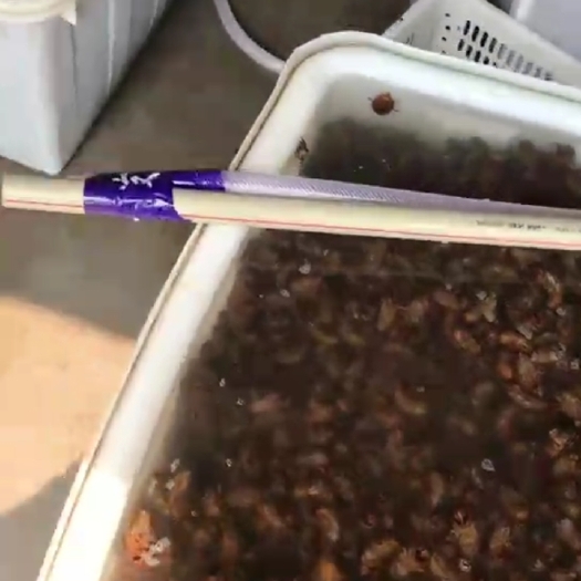 石首市 荆州金蝉