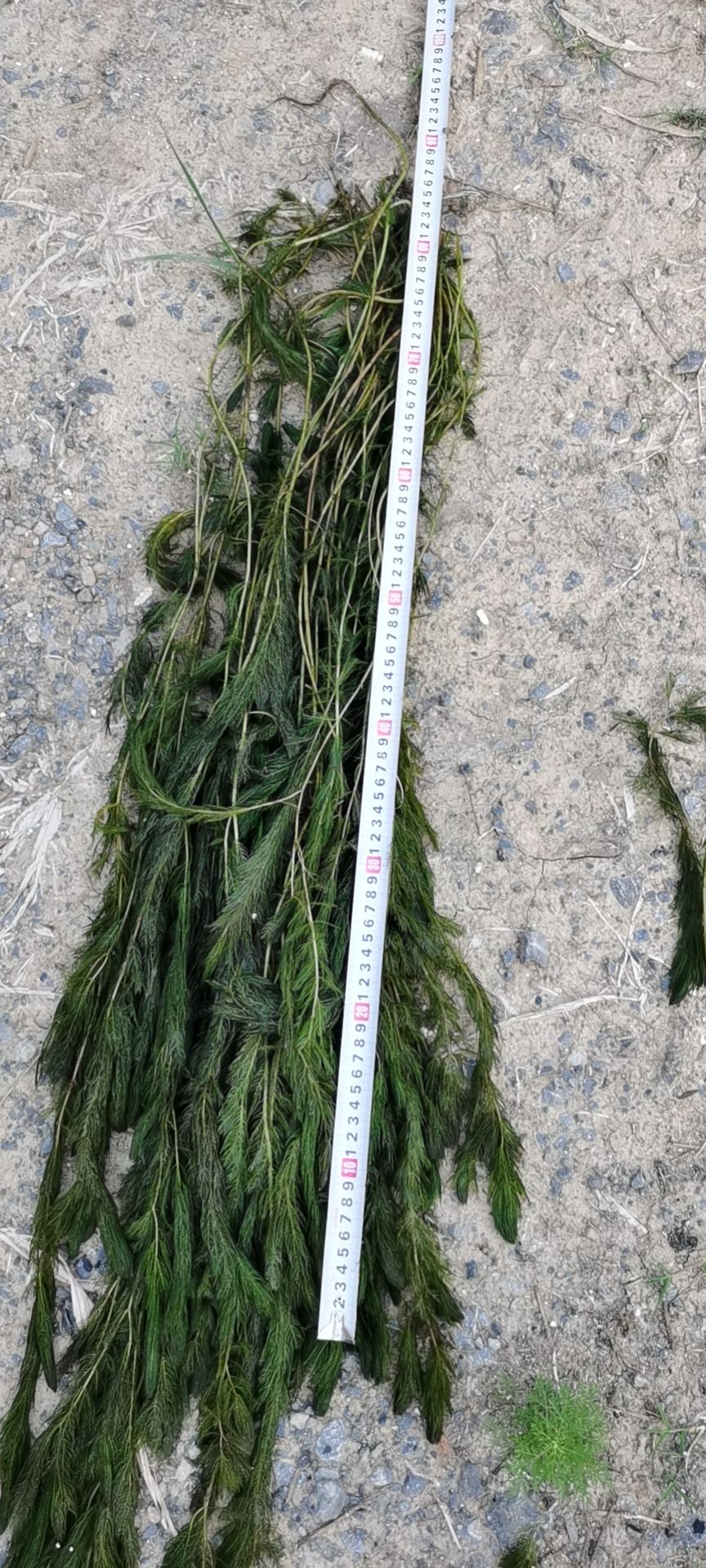 狐尾藻苗 穗花狐尾藻