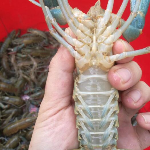 海口 大量供应澳洲淡水小龙虾