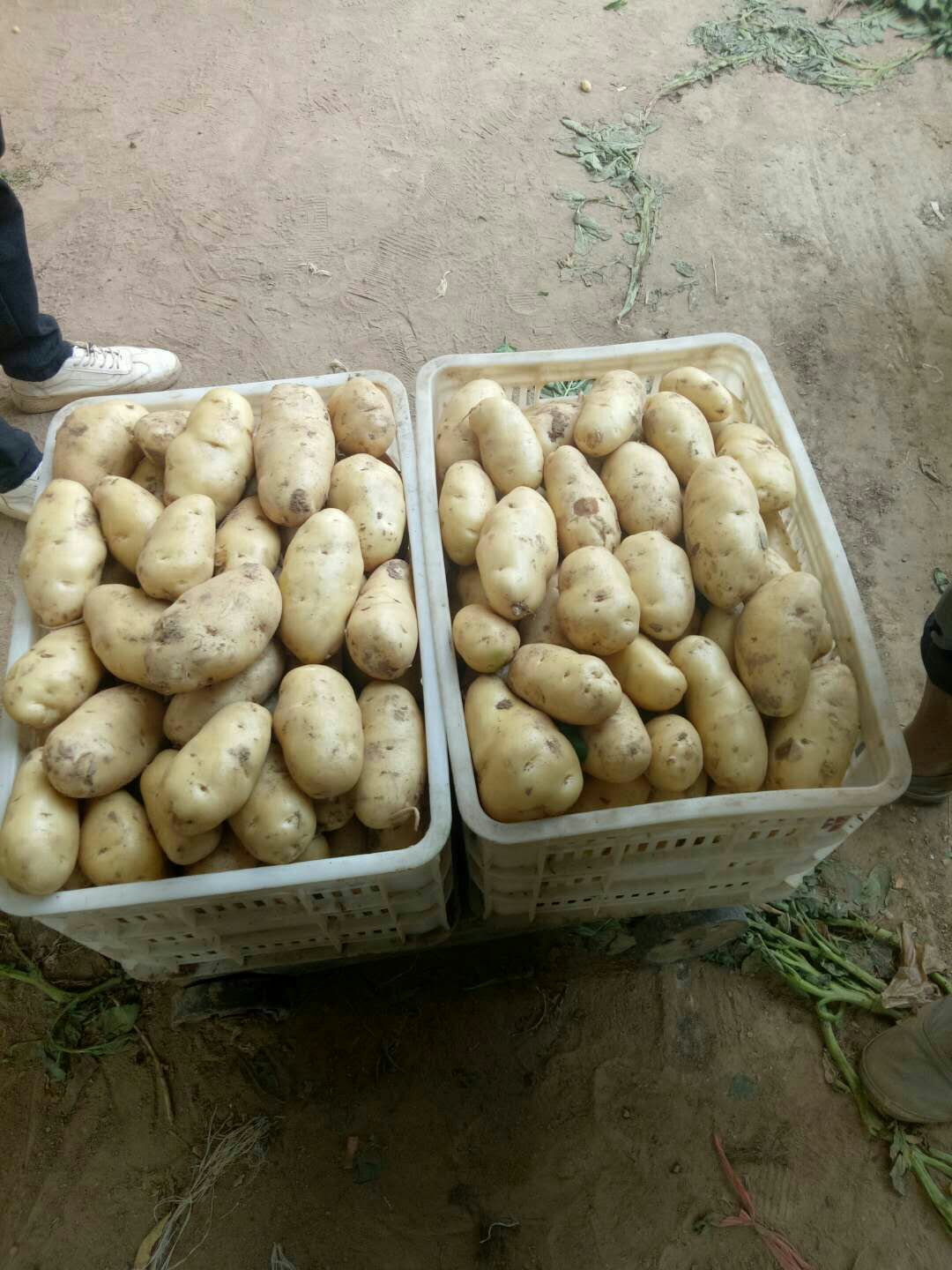 荷兰15  新土豆[荷兰十五]地头货源*全国代发
