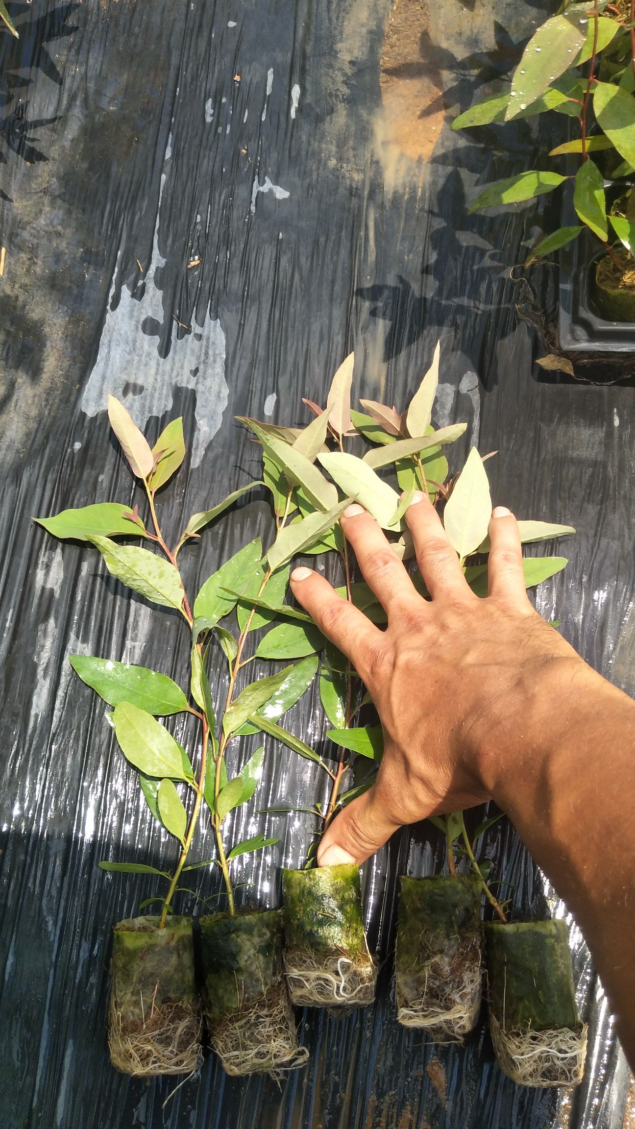 大叶桉  好货，快联系