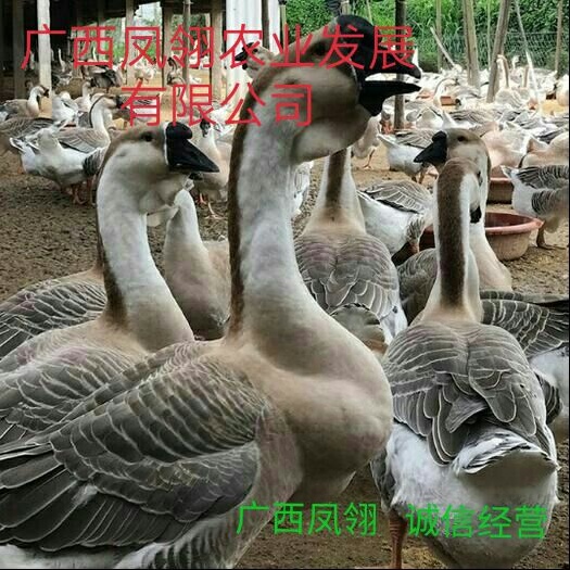 遵义 狮头鹅苗   出壳苗  出壳包打疫苗