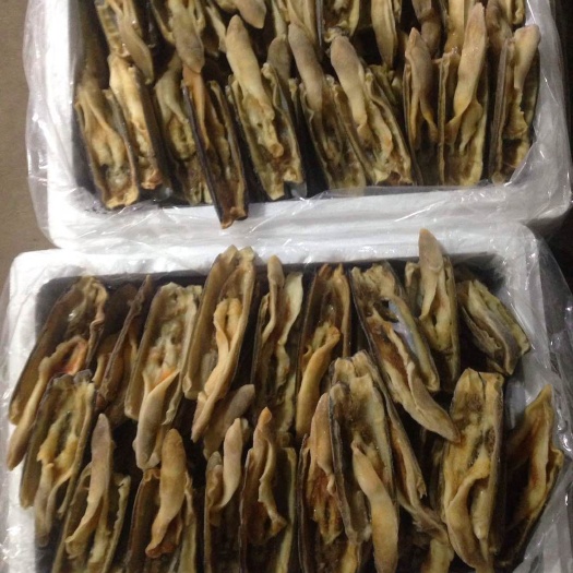 丹东东港鲜活竹蛏 海洋味美 自然海域直送 新鲜可口 竹蛏批发
