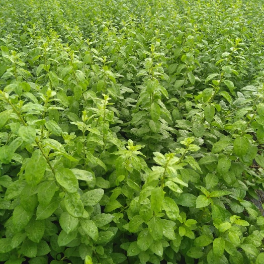 阳山县绿色枸杞 1个月