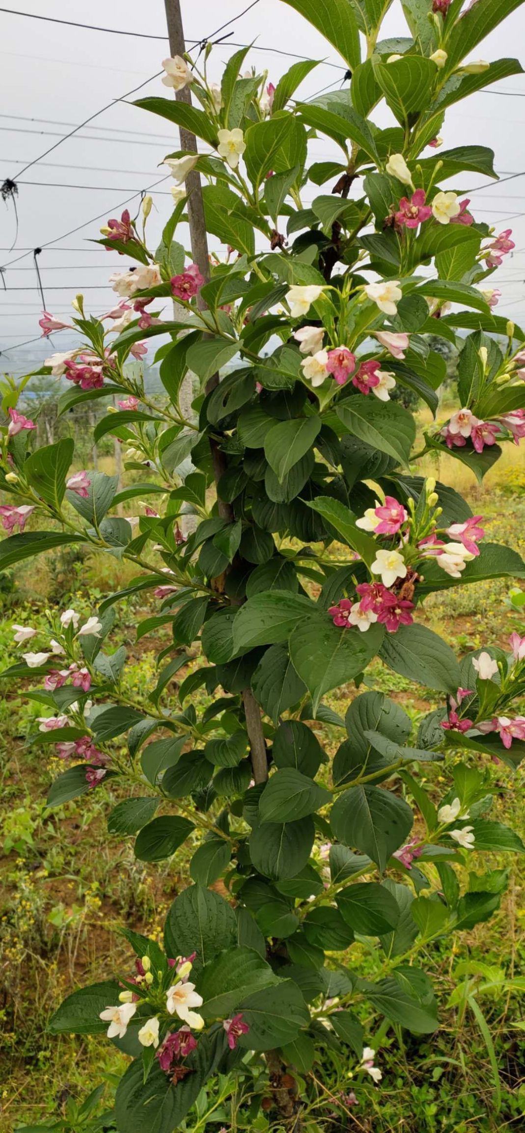 锦带花  南方五彩花树苗庭院美艳特色花卉五彩锦带扦插苗