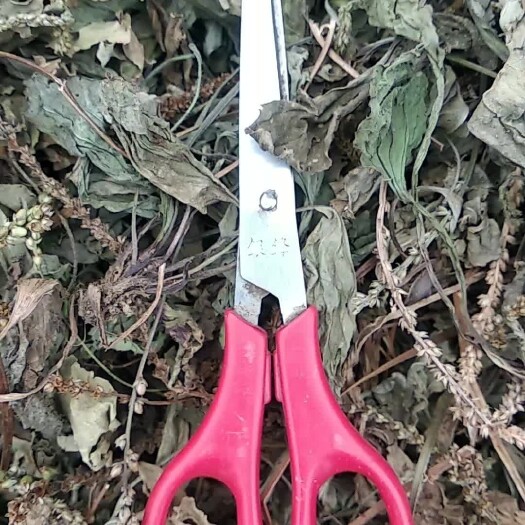 石阡县贵州铜仁中药材车前草干货蛤蟆草干品无杂质产地直发