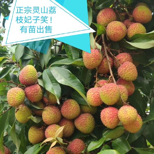 灵山县妃子笑荔枝苗  灵山荔枝各种品种