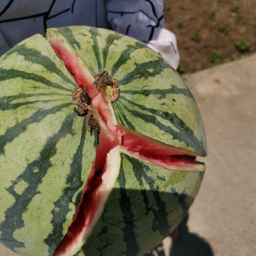 龙山县麒麟西瓜  大棚8424西瓜