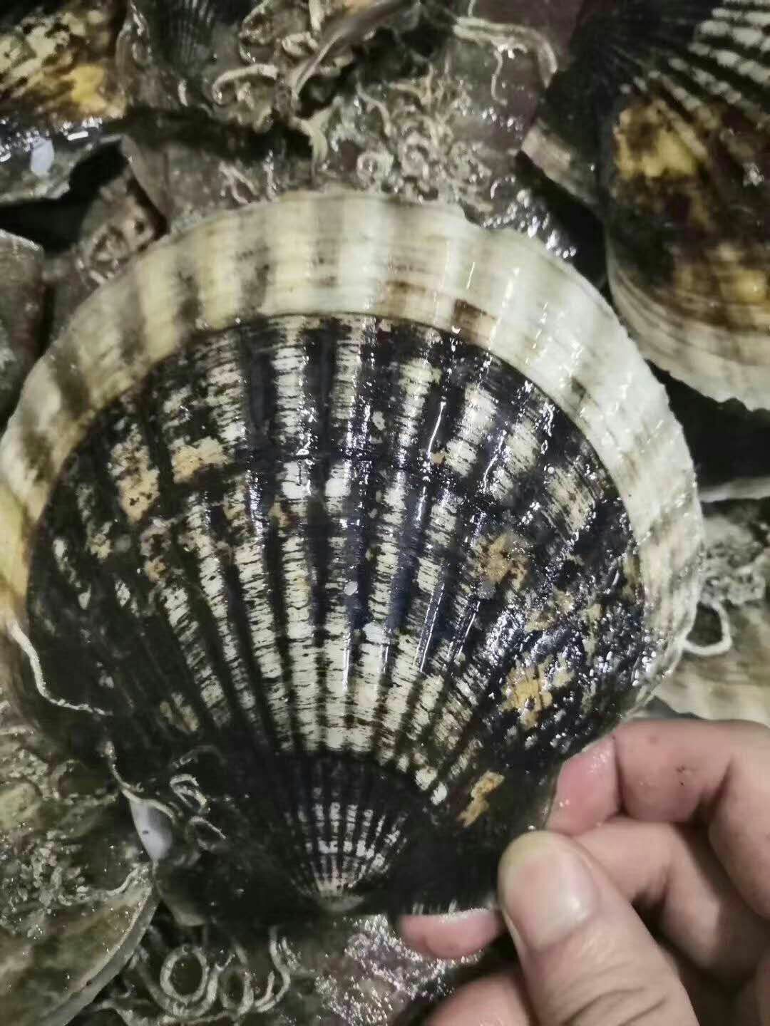 虾夷扇贝 大连长海夏邑贝 底播贝大规格 50斤一箱  规格全