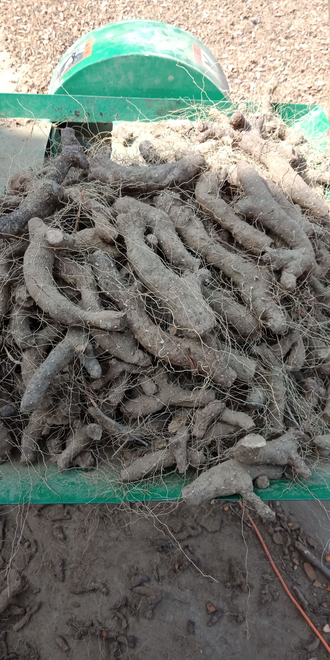 姜黄  盾叶薯蓣