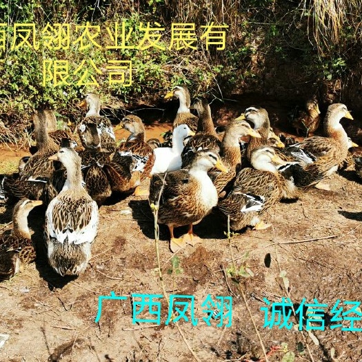 遵义 大种杂交鸭苗