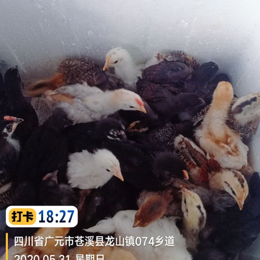 苍溪县 自家孵化土杂鸡苗很容易养好