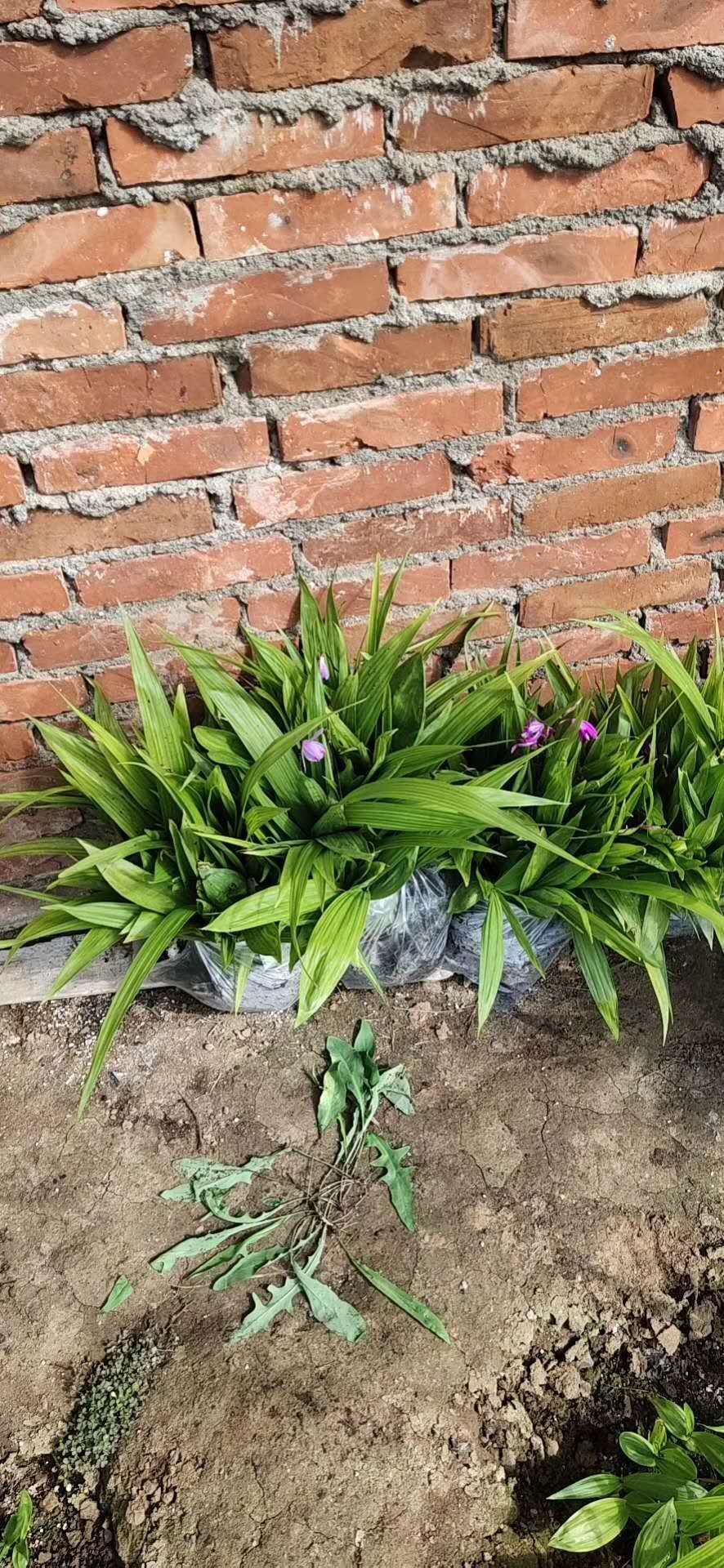 紫花白芨苗  秦岭三叉白芨紫花基地直销，技术指导，包回收白芨