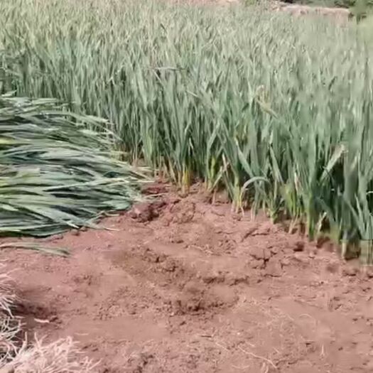 海东 青海红根蒜苗