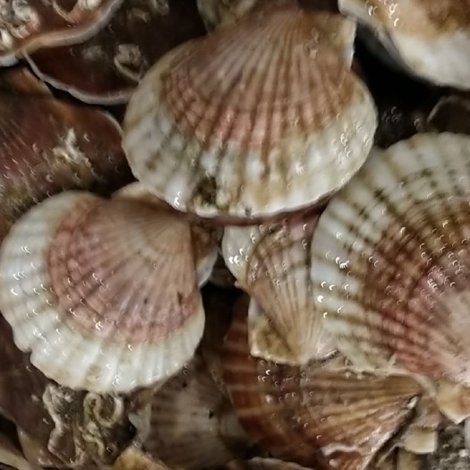 东港市夏贻贝 鲜活水产