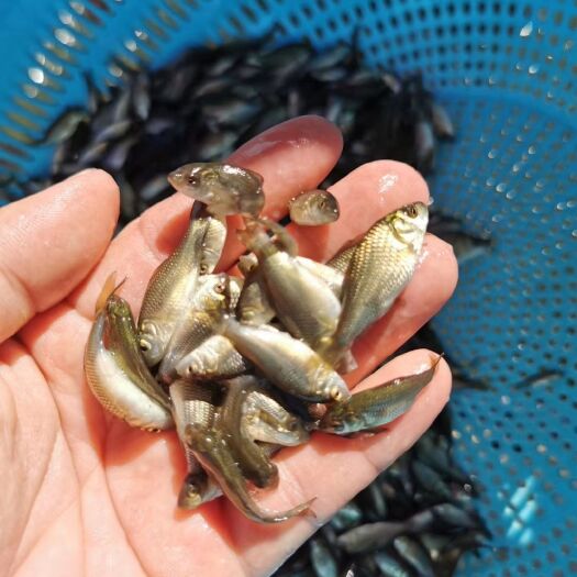 广州 鲤鱼苗 丰鲤鱼苗 河鲤鱼苗 鲤鱼水花苗