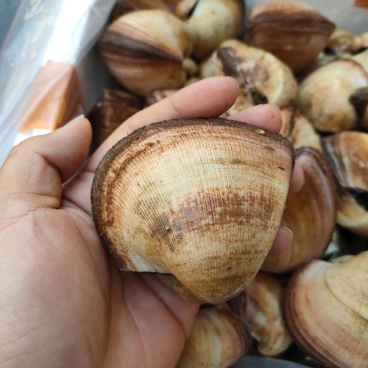北海马蹄螺