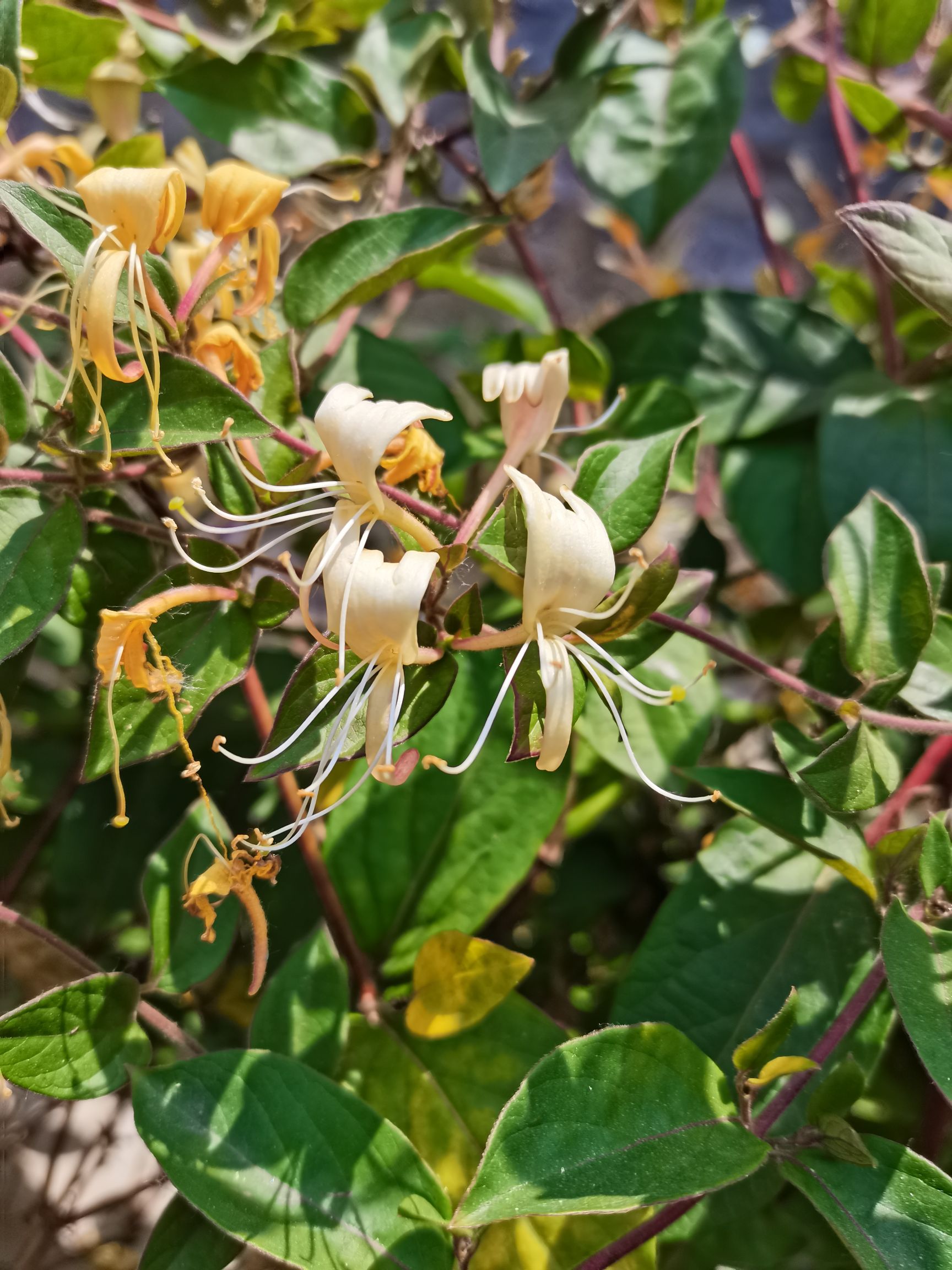 红金银花苗 四季红金银花