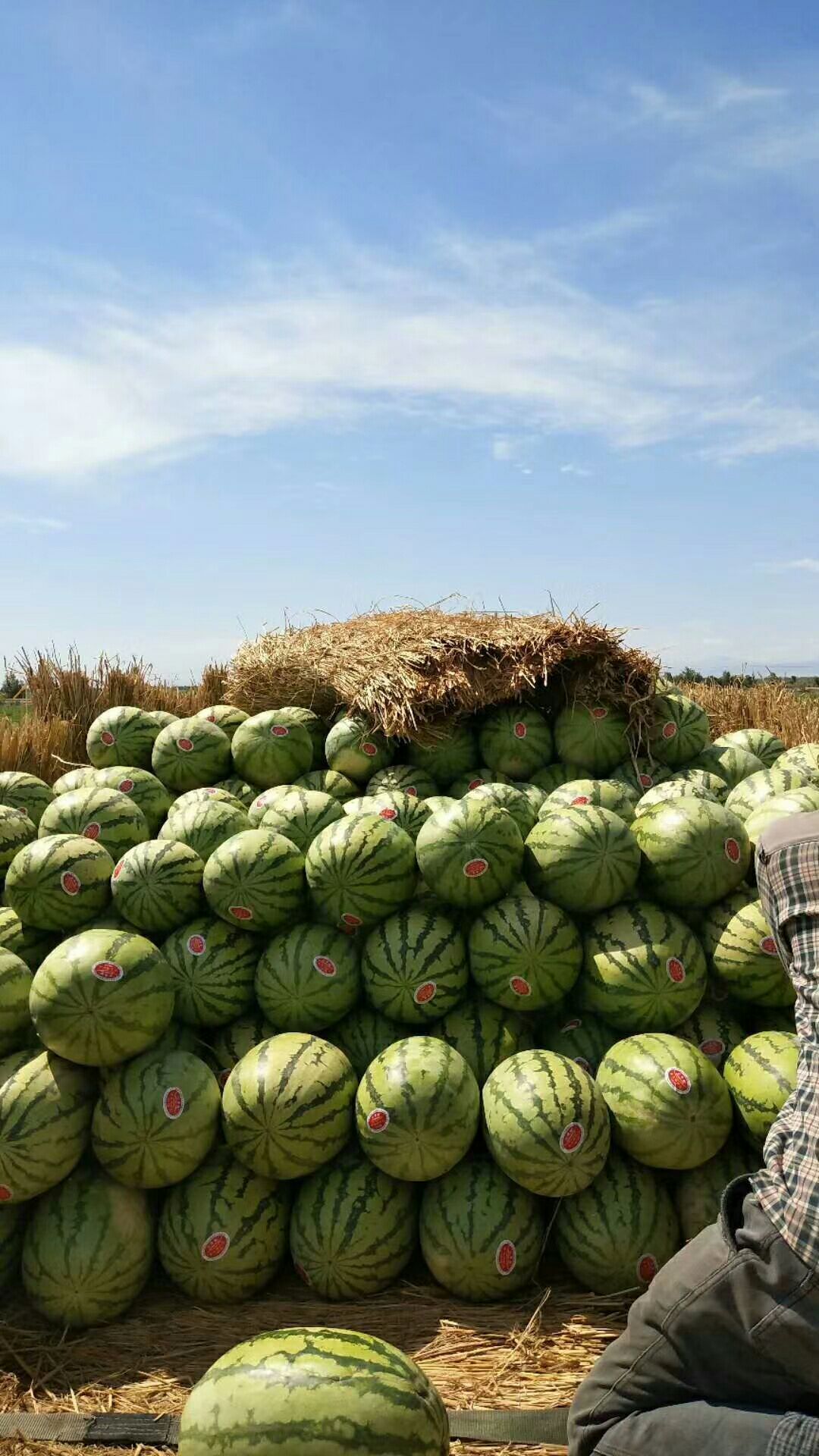 金城5号西瓜 吐鲁番金诚五号大量上市了