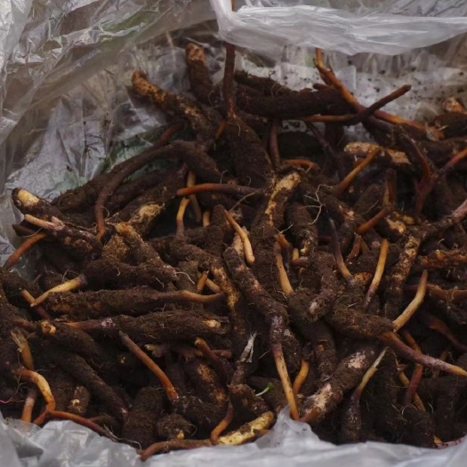 桓仁县 冬虫夏草