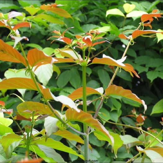 铅山县 钩藤，双钩茶，农民手里直接发货，品质有保证，欢迎到地验货。