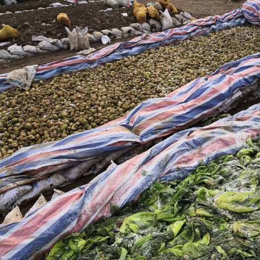 绵阳泡菜 泡青菜