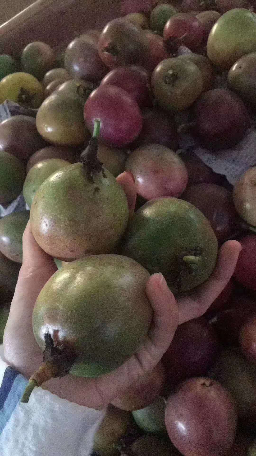 台农一号百香果 本地一级大果