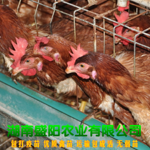 衡阳蛋鸡苗  厂价直销海兰褐蛋鸡出壳母鸡苗出厂疫苗到位路上包运费
