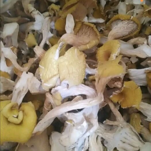 昆明 鸡油菌