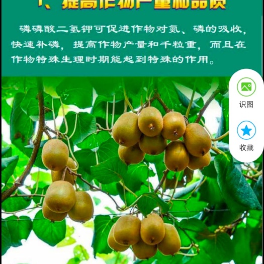 邯郸磷酸二氢钾  磷  钾型肥，叶面肥