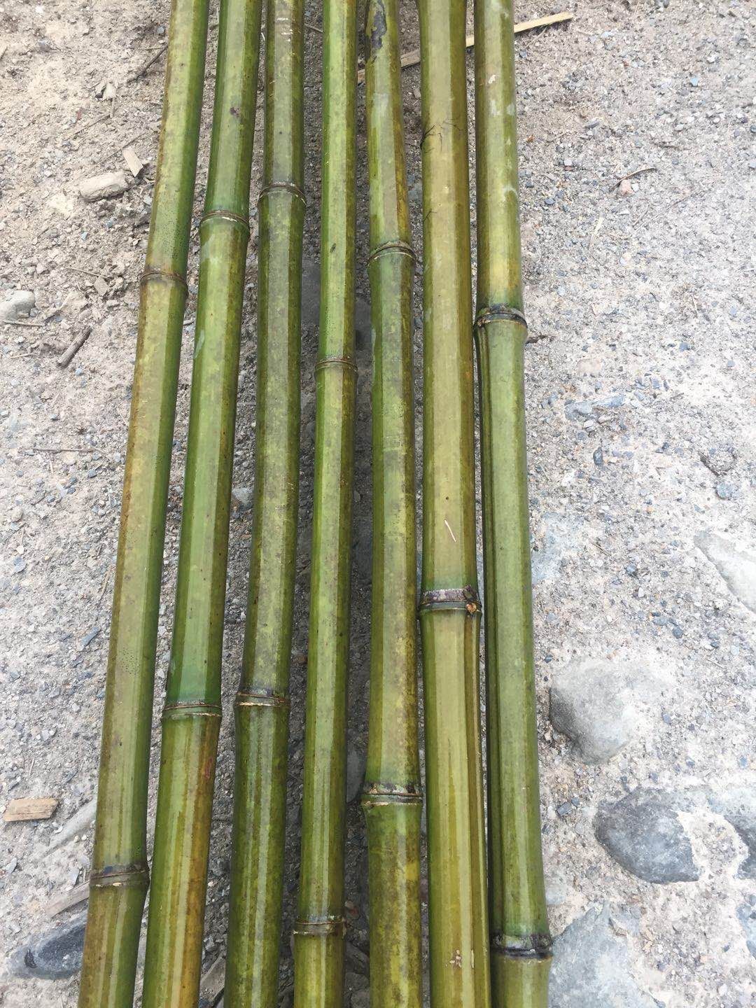 麻竹 菜架竹
