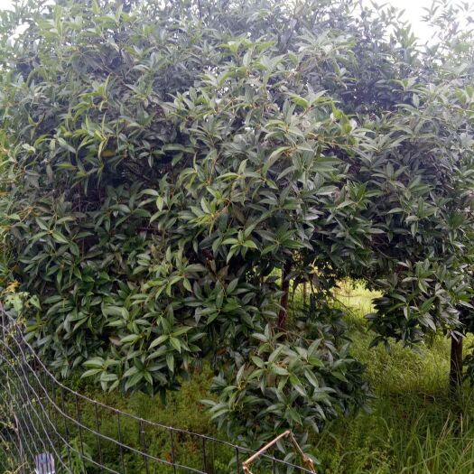 南充 出售优质桂花树，便宜实惠