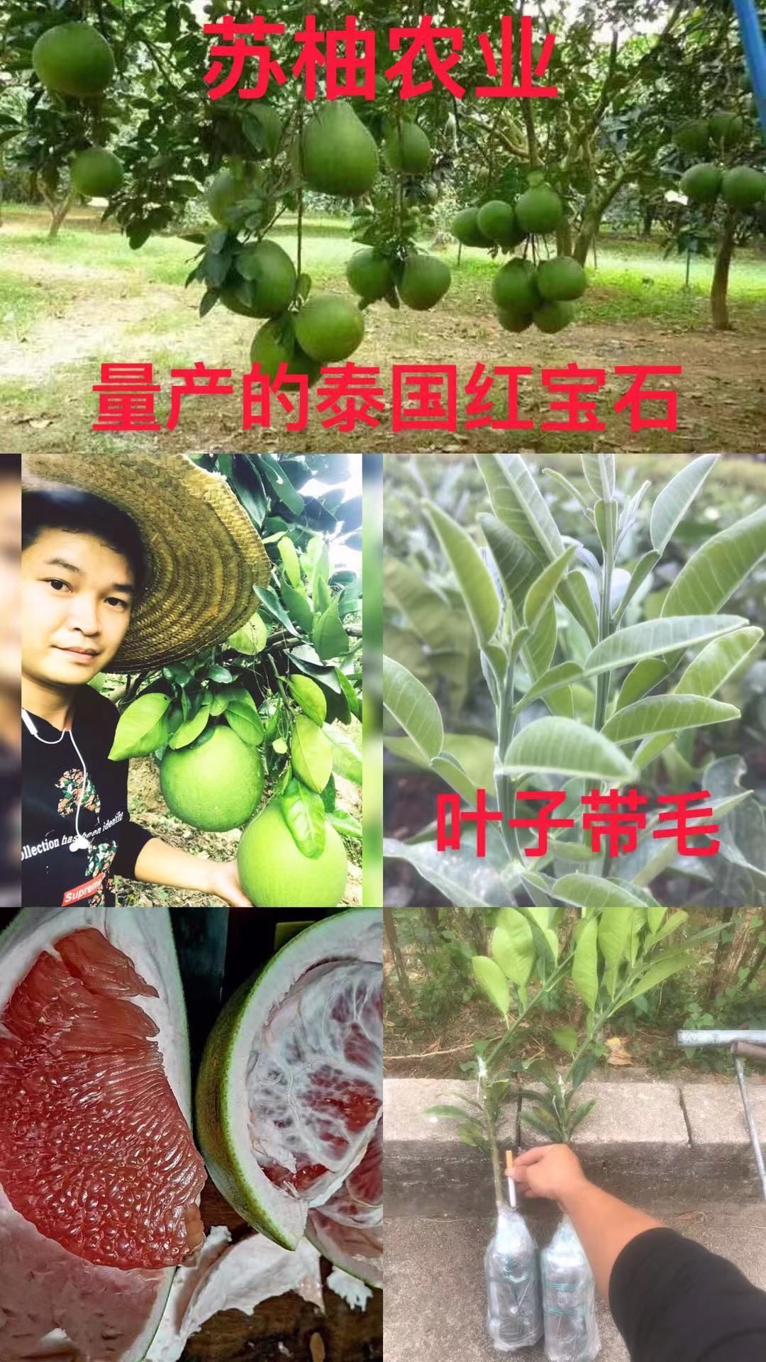 泰国红宝石柚苗  基地现货