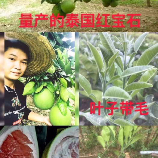容县泰国红宝石柚苗  基地现货