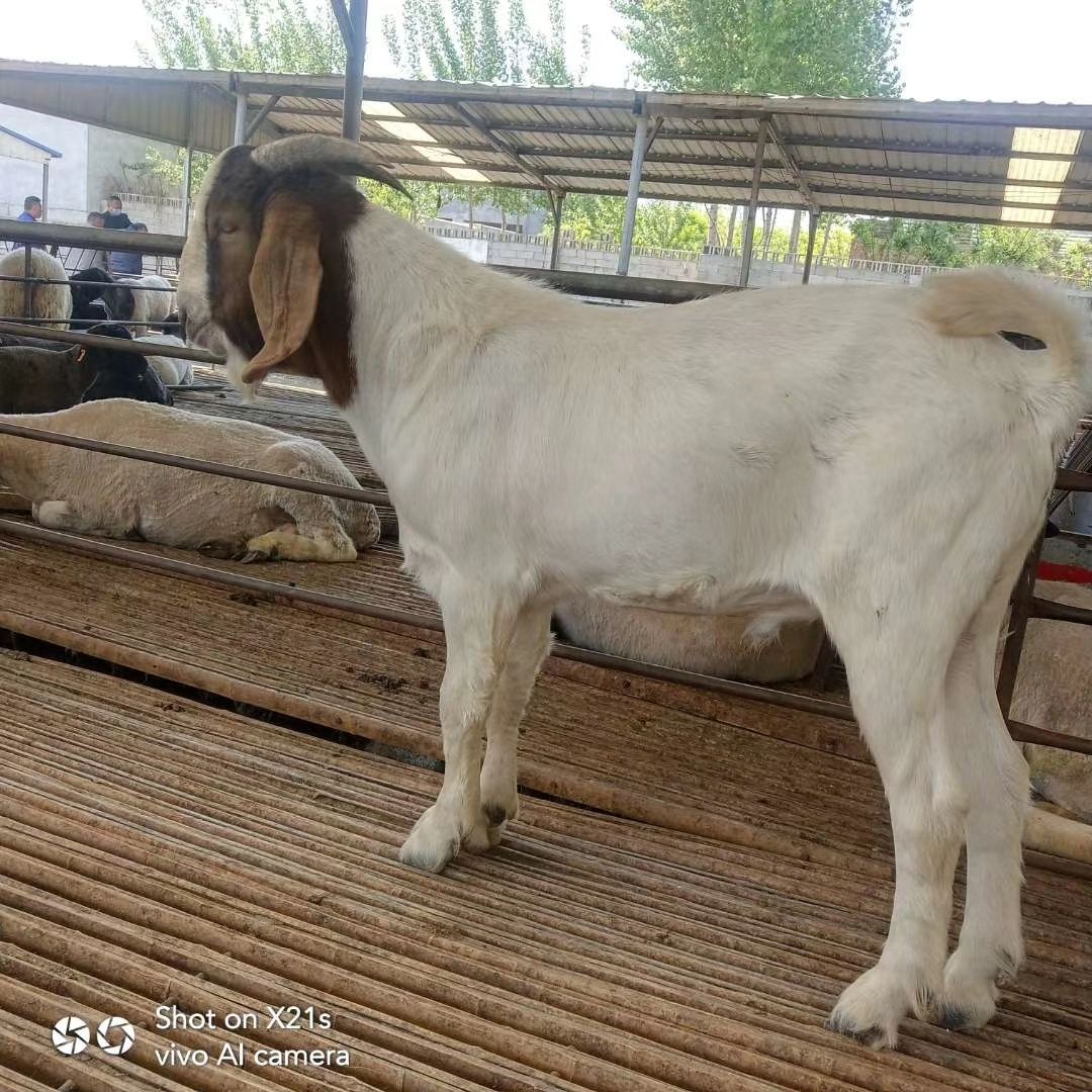  纯种波尔山羊  怀孕母羊 种公羊  小羊羊羔