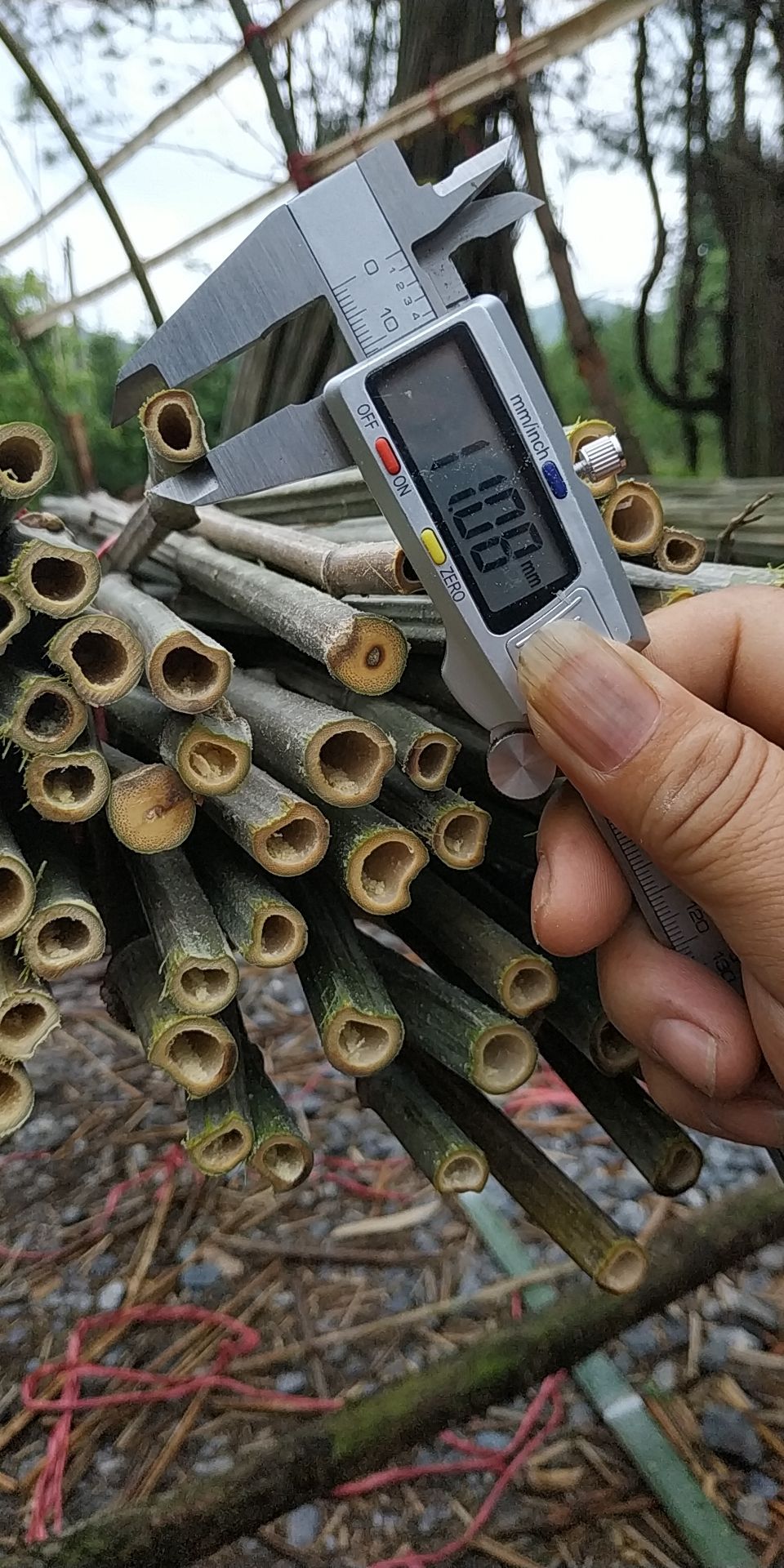 2.5米菜架竹/蔬菜竹架/豆角竹架/