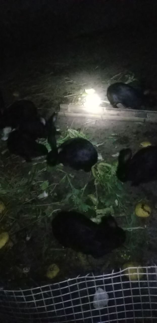 兔肉类  加工好的兔肉'