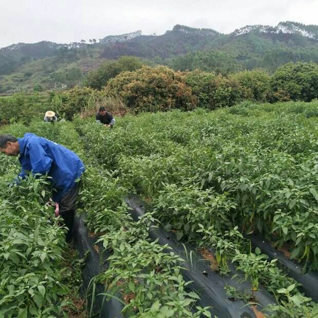  农家新鲜白辣椒小米泡椒