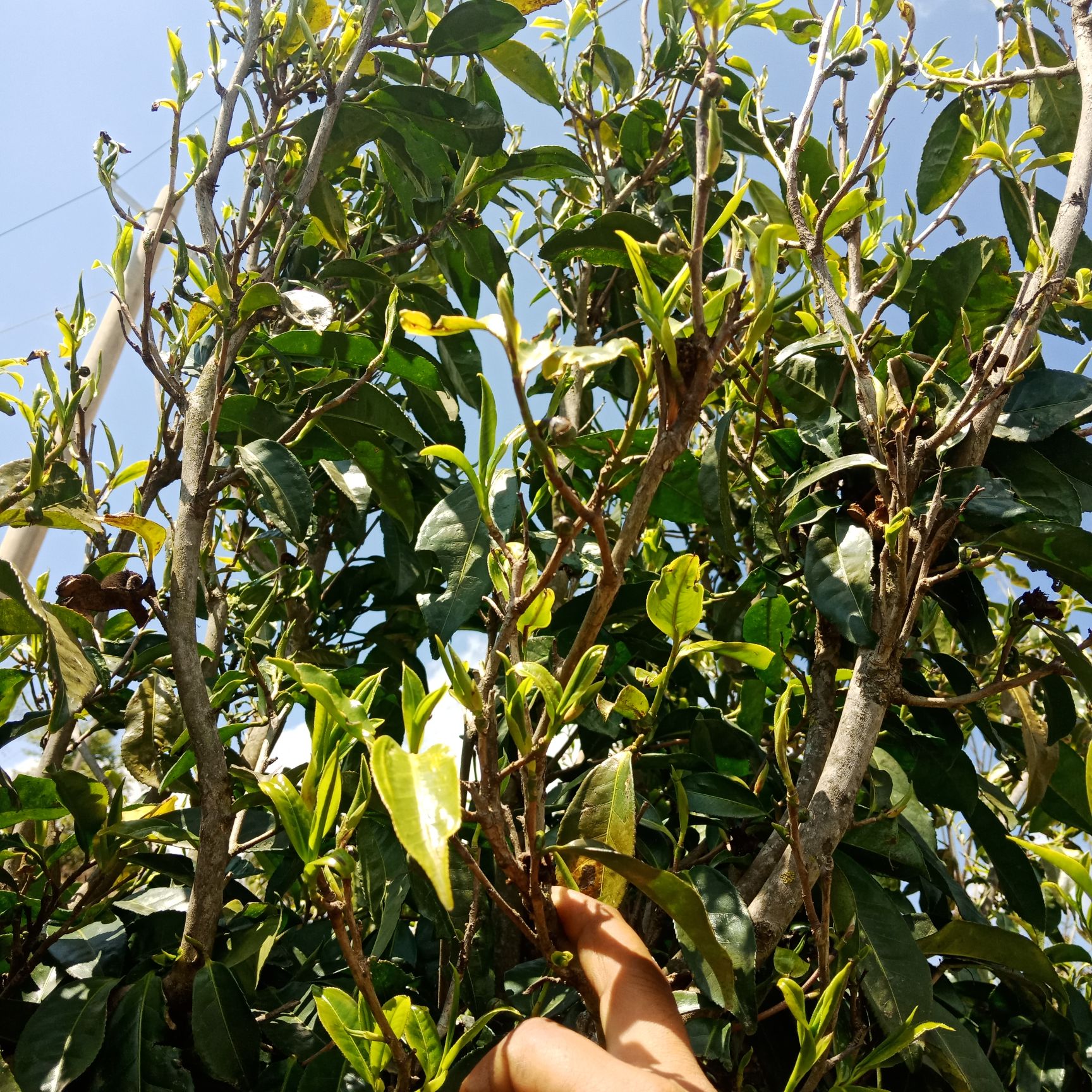 野生红茶 古树红【晒红】