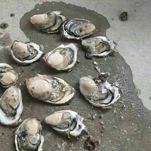 诏安县阳江生蚝 一品生蚝